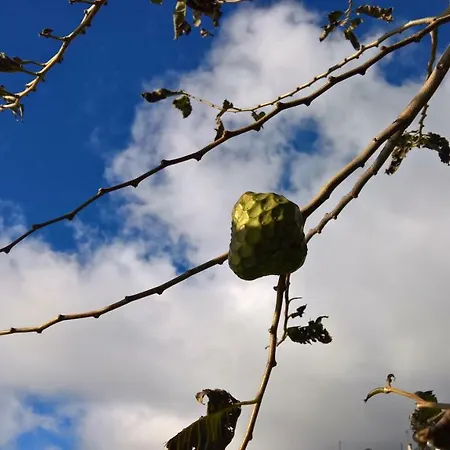 Lägenhet Casal Sao Joao 105 *