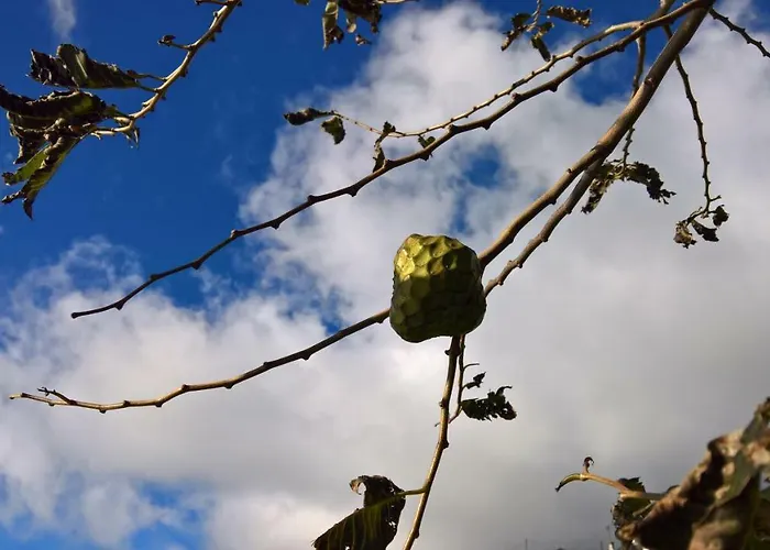 アパート Casal Sao Joao 105 *